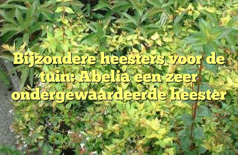 Bijzondere heesters voor de tuin: Abelia een zeer ondergewaardeerde heester